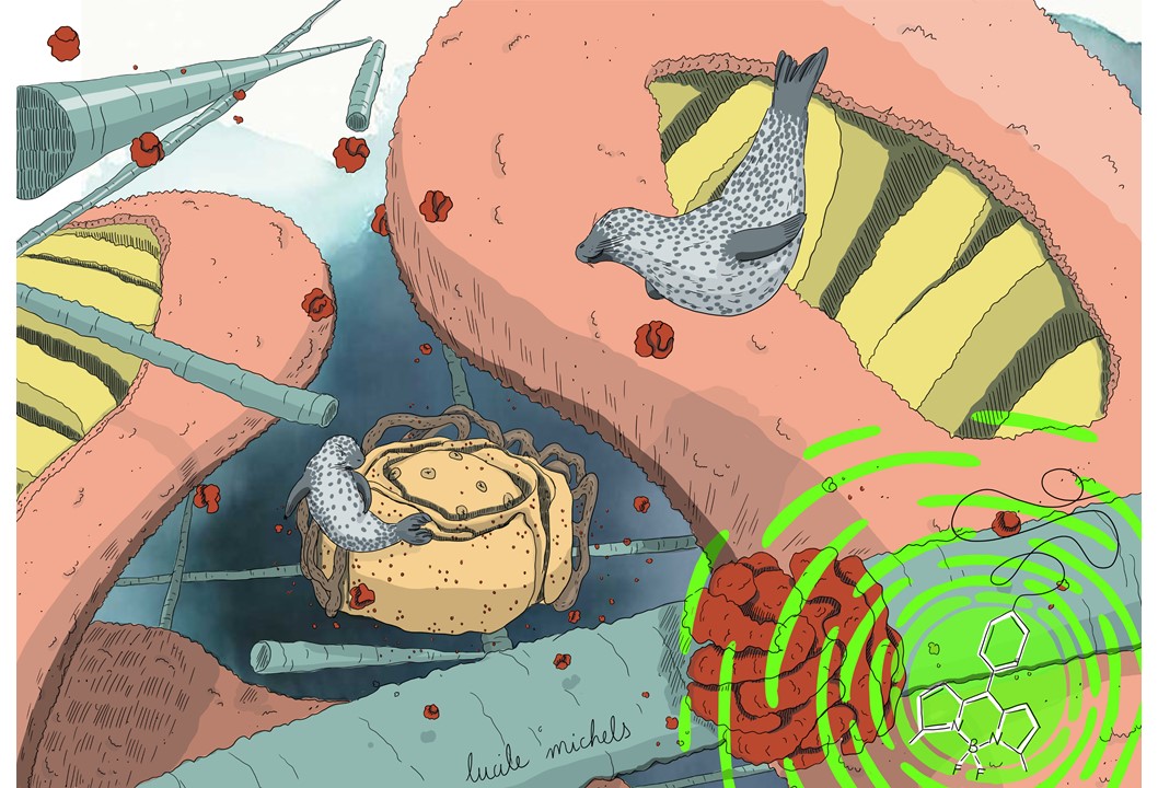 Molecular rotors as microviscosity sensors in cells