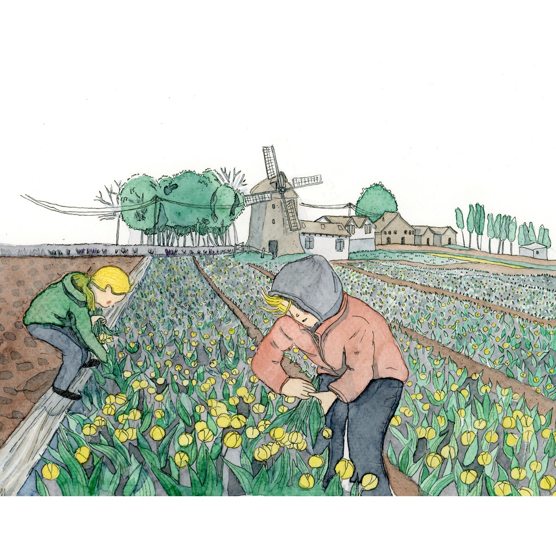 On the production of tulips in the Netherlands